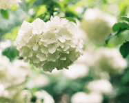 绣球花的花语是什么?绣球花为什么叫做八仙花?