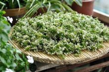 韭苔顶上的花怎么处理？了解它的这些功效！以后再也舍不得扔啦！