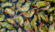 菱角粉是酸性还是碱性?读了这些让你正确认识菱角粉!