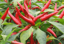 小米椒的种植方法?小米椒盆栽种植方法介绍!