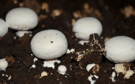 种植口蘑的方法