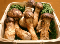 野生干松茸一斤价格是多少?这些因素影响松茸价格!