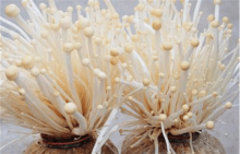 金针菇的种植方法是什么?这样种出来的金针菇更优质!