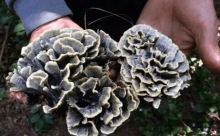 干巴菌有毒吗?不要道听途说哦!干巴菌非但无毒其营养价值还极高!