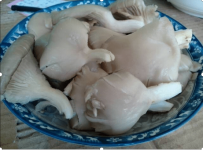 还在随意将其他食物和凤尾菇搭配食用?带你迅速了解凤尾菇的食用禁忌!