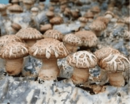 香菇是如何种植的?掌握这些方法，香菇种植不再困难！
