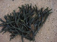 青海鹿角菜多少钱一斤呢？关于青海鹿角菜价格的详细介绍！