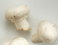 产后可以吃洋菇吗？还有哪些人不可以吃洋菇？