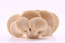 凤尾菇如何栽培?带你学会凤尾菇高产的栽培技术!