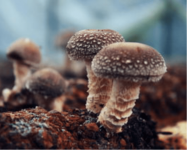 食用香菇中毒会有怎么样的反应?紧急抢救方法速入手!