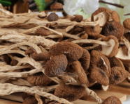 茶树菇与杨树菇的区别介绍！教你一招认出茶树菇！