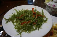 鹿角菜哪里都可以种吗？让你快速了解什么是鹿角菜！