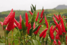 小米椒怎么炒菜好吃?教你几道美味下饭的小米椒炒菜！