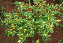 小米辣和小米椒的区别?小米椒的种植方法简单介绍！