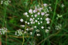 孕妇可以吃野葱花吗?带你了解野葱花的禁忌!