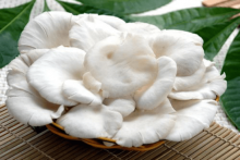 怎样种植平菇最容易?教你轻轻松松种出平菇来!
