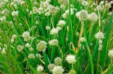 野葱花怎么做好吃?快来了解你不知道的美食技巧!