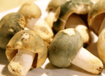 青头菌怎么长期保存？学会这一招随时吃到新鲜的青头菌！