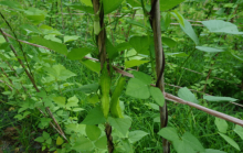 四棱豆的种植效益怎么样?其种植效益可超乎你的想象！