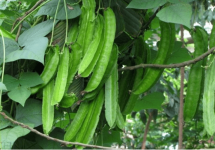 四棱豆什么季节种比较好?适时的种植才能种出健康茂盛的四棱豆哦!