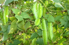 四棱豆是否有毒?教你食用四棱豆安全且健康的方法!