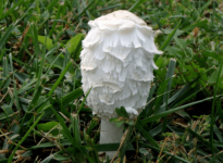 鸡腿菇的价格是多少?带你了解不同地区的鸡腿菇价格差异!