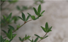 掐不齐以治关节炎吗?掐不齐虽然药效高但并不是关节炎对症药物!