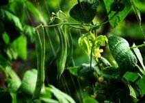 芸豆吃错了会中毒？这是真的！吃芸豆有这些地方需要注意！