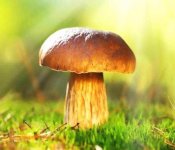 黄牛肝菌有毒吗？原来这才是真相！