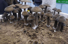 鸡枞菌种子哪里有卖?带你了解一下鸡枞菌相关知识点！
