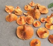 你知道干松蘑怎么泡法吗？关于泡法干松蘑两种最简单的方法！