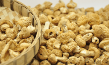美味的白菌所有人都可以吃吗?一分钟告诉你儿童是否可以食用白菌!