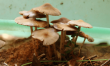 野生鸡枞菌怎么吃?搭配这些食材做出来的鸡枞菌菜品让你吃的停不下来!
