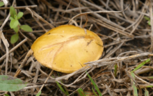 野生白菌营养价值?常吃白菌粥调理脾胃，让孩子长的又高又壮!