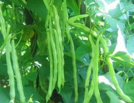 如何种植芸豆？掌握这几点！轻轻松松收获果实累累！