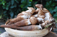 鸡枞菌怎么做好吃?美味又简单的鸡枞做法大介绍！