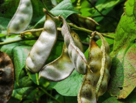 扁豆的种植技术介绍！扁豆种植有什么要点？