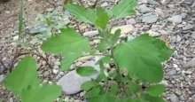灰条菜有没有副作用?野菜功效大揭秘！