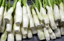 野茭白就是蒲菜吗?野茭白和蒲菜区别很大!