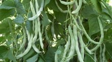 再也不要瞧不起芸豆了！芸豆中的营养成分你都知道吗？
