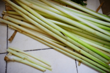 蒲菜是什么植物？带你认识美味蒲菜！