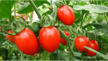 好吃的樱桃番茄到底是转基因食物吗?一分钟让你了解答案!