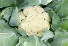 有机菜花怎么种植?教你种植天然无公害的有机菜花！