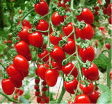 樱桃番茄的功效与作用介绍!吃樱桃番茄有什么好处?