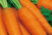 红萝卜有什么营养？红萝卜营养价值介绍！