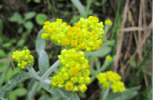 清明菜的花能吃吗?清明菜的花不仅好看并且好吃!
