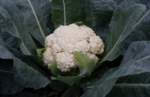 菜花有什么种类?菜花的各种品种大全介绍!