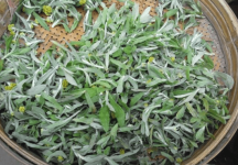 清明菜怎么保存?清明菜放冰箱保存方法介绍!