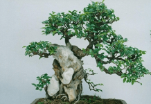 榆钱树的种植方法介绍！教你种出枝繁叶茂的榆钱树！