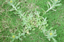 清明菜和艾草的区别？清明时节清明果，清明菜和艾草大不同！